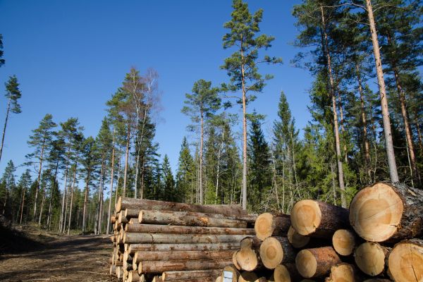 types of softwood