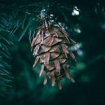 douglas fir characteristics
