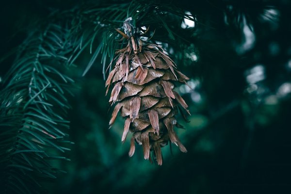douglas fir characteristics