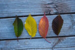 Why Cherry Wood Changes Color: The Science Behind the Patina
