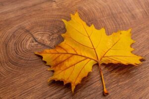 Maple Wood Characteristics: Hard Maple vs Soft Maple Compared