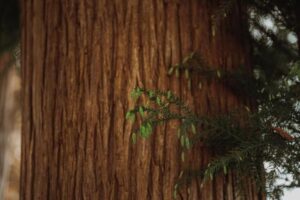 Cedar Wood Species: Western Red Cedar vs Eastern Red Cedar