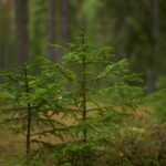 spruce wood species guide