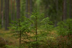 Spruce Wood Species Guide: Sitka, Engelmann, and White Spruce