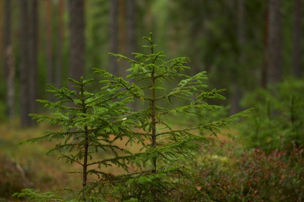 spruce wood species guide
