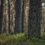 types of pine wood