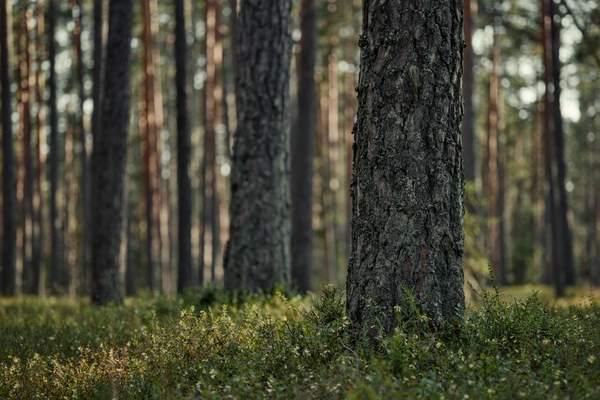 types of pine wood